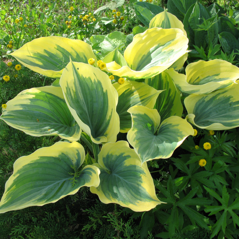 Хосты описание фото. Хоста Liberty (Либерти). Хоста гибридная Hosta hybride 