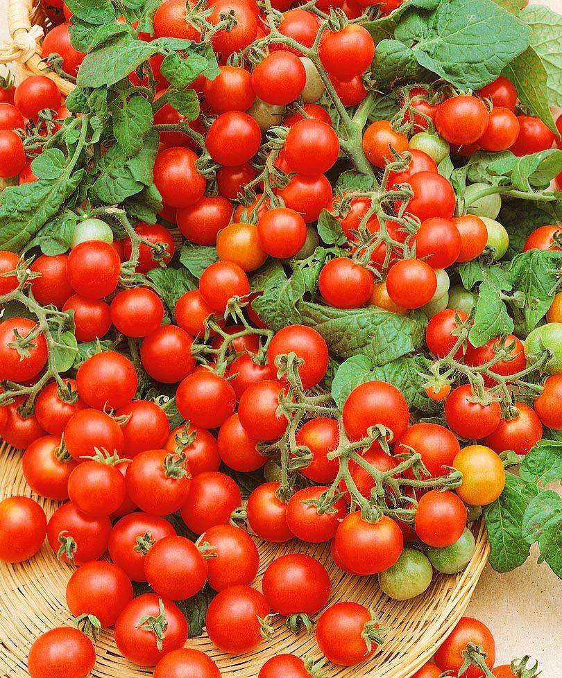 1000 семян томатов. Томат черри ВЕРИГЕ f1. Семена томат ВЕРИГЕ черри f1. Помидор ВЕРИГЕ f1.